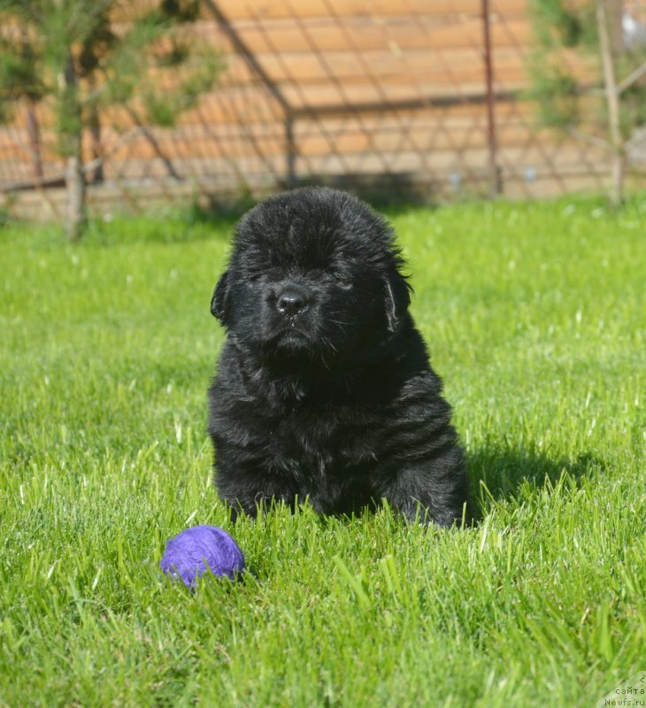 Фотография № 229174