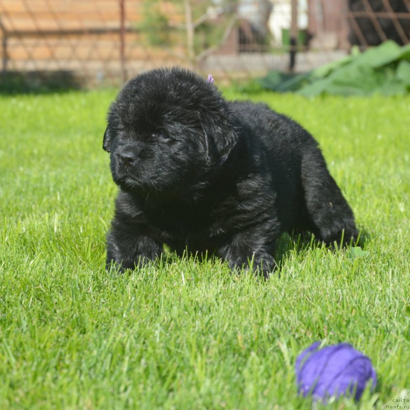 Фотография № 229175