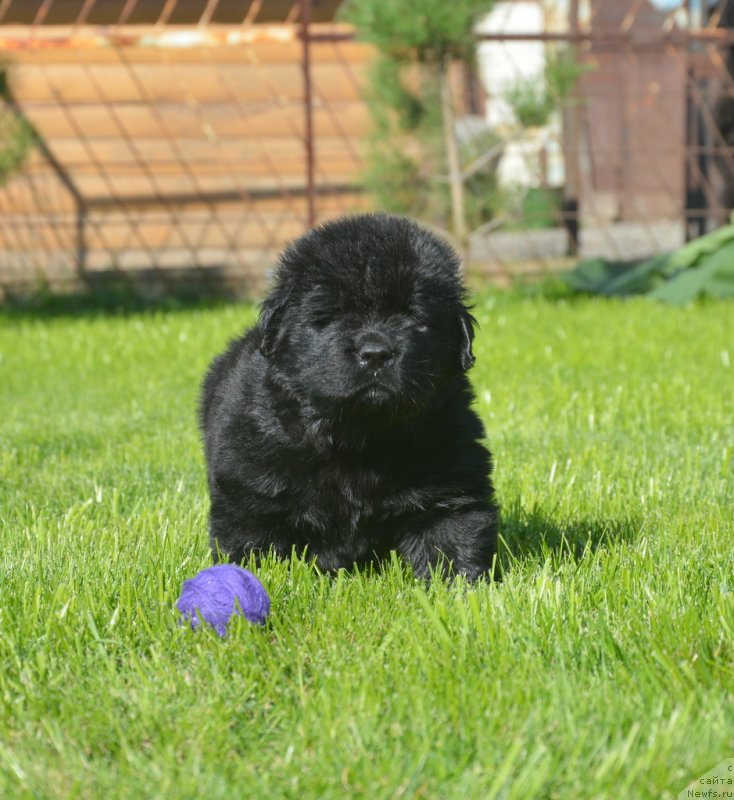 Фотография № 229178