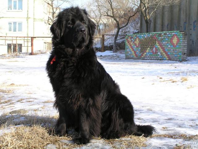 Фото: ньюфаундленд Interio Souri iz Medvejyego Yara (Интерио Соури из Медвежьего Яра)