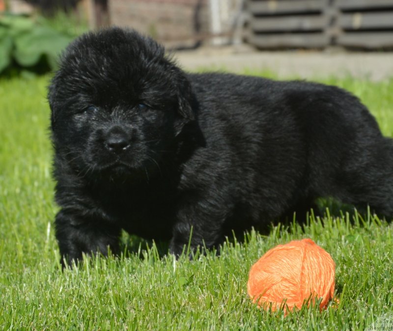 Фотография № 229181