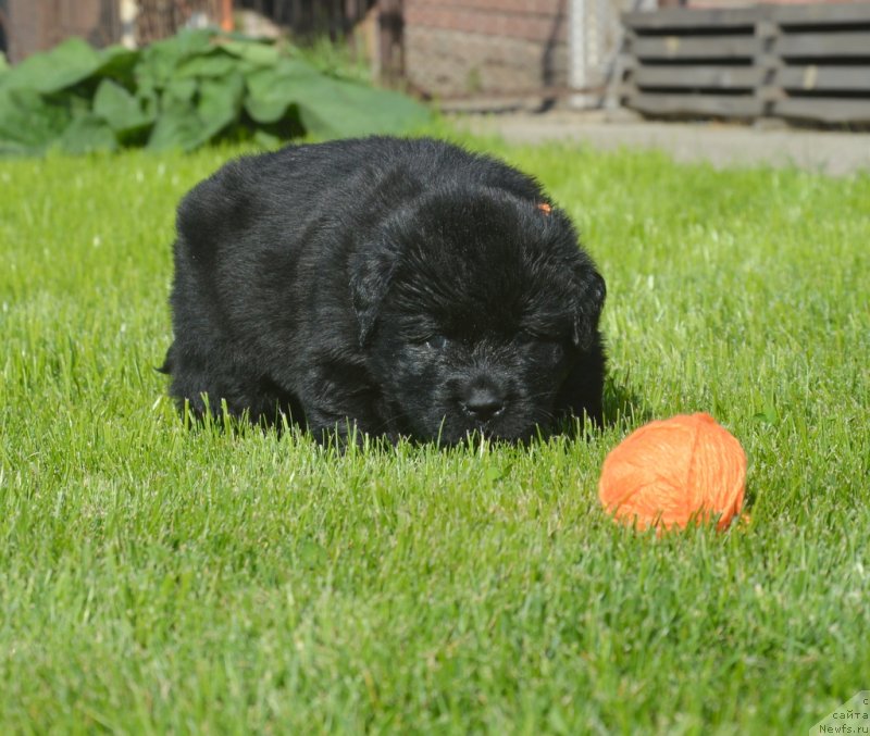 Фотография № 229182