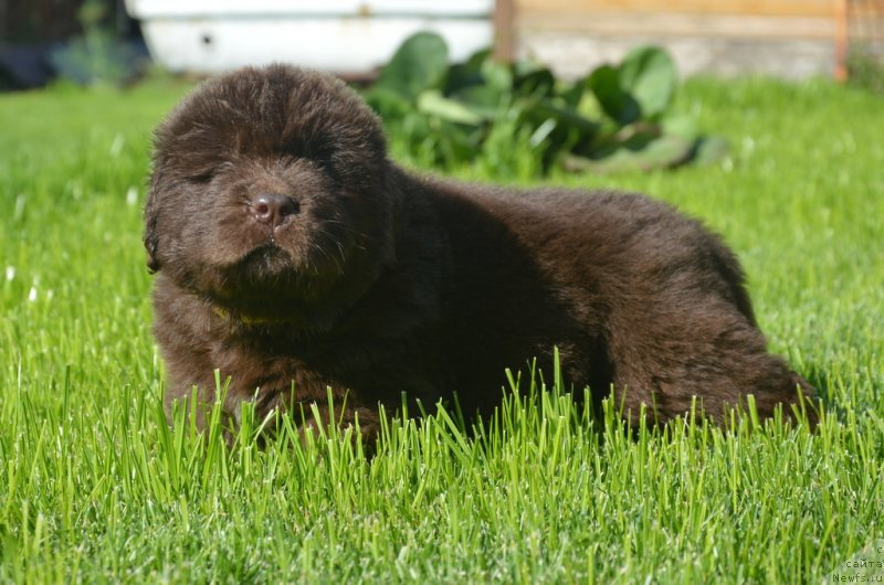 Фото: ньюфаундленд S'Nezhnaya Vjuga Glowing Hart (C'Нежная Вьюга Глоуинг Харт)