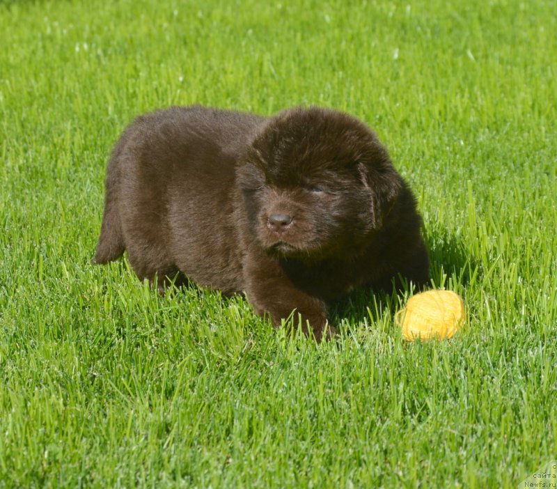 Фотография № 229186