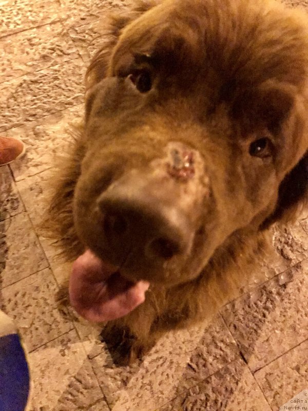 Фото: ньюфаундленд Brownblood MSK Happy Teddy (Браунблад МСК Хэппи Тедди)