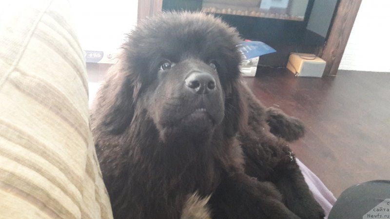 Фото: ньюфаундленд Terra Viktoriya Jannet Bussi (Терра Виктория Жаннет Бусси)