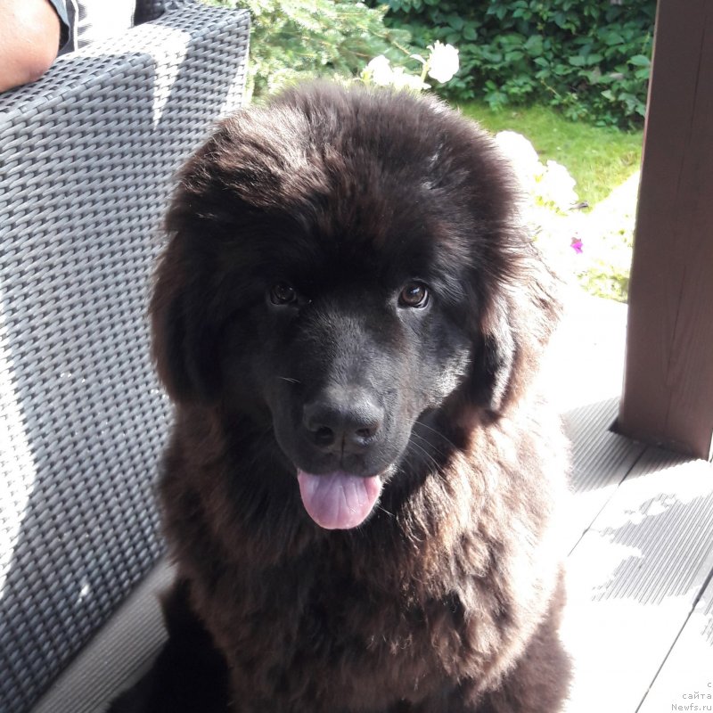 Фото: ньюфаундленд Terra Viktoriya Jannet Bussi (Терра Виктория Жаннет Бусси)