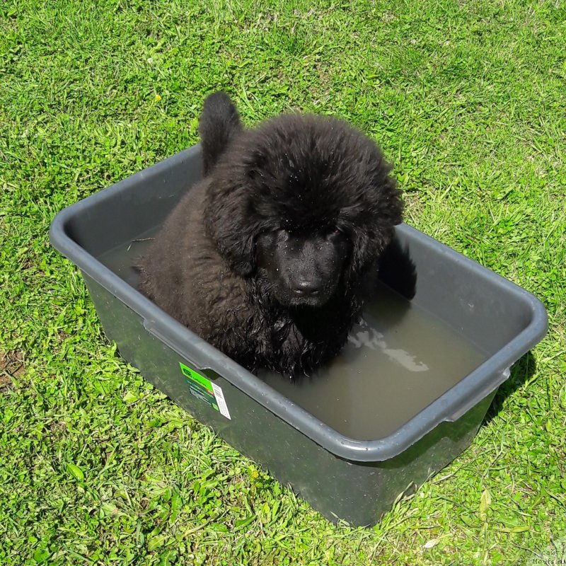 Фото: ньюфаундленд Terra Viktoriya Jannet Bussi (Терра Виктория Жаннет Бусси)