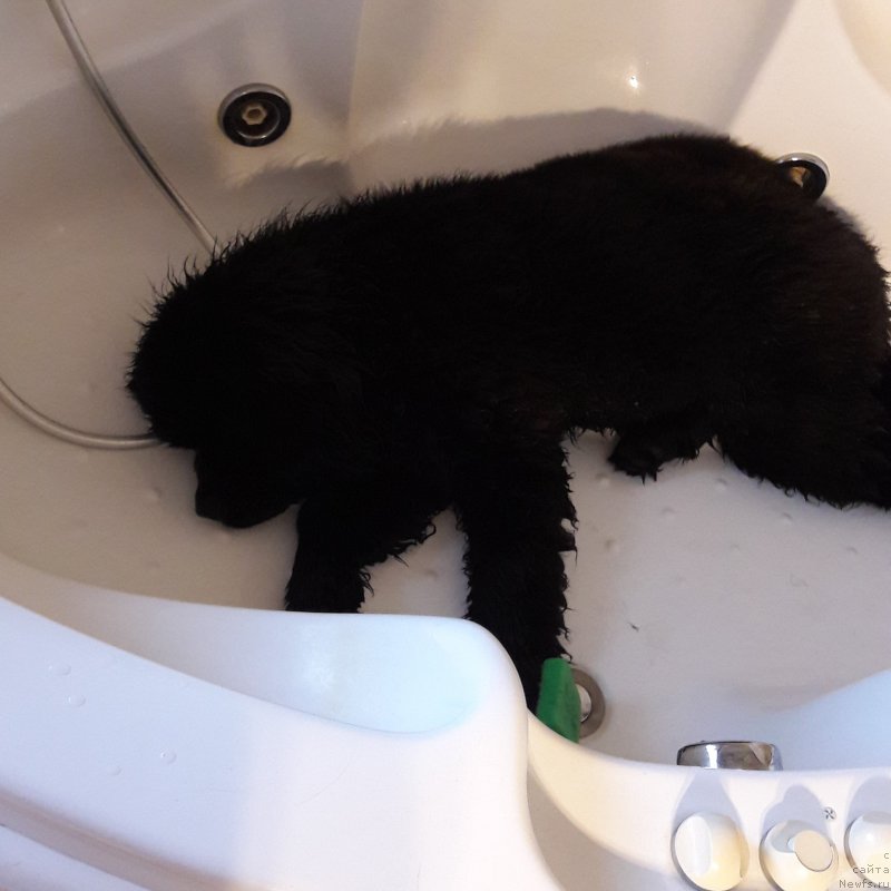 Фото: ньюфаундленд Terra Viktoriya Jannet Bussi (Терра Виктория Жаннет Бусси)