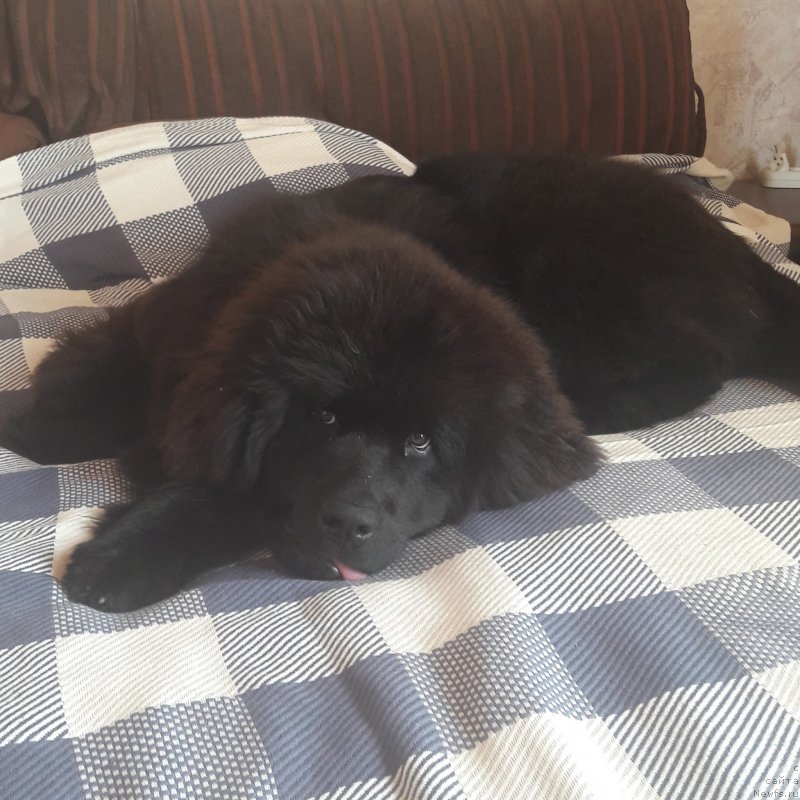 Фото: ньюфаундленд Terra Viktoriya Jannet Bussi (Терра Виктория Жаннет Бусси)