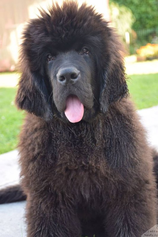 Фото: ньюфаундленд Super Premium YEskabaro Pablo (Супер Премиум Эскабаро Пабло)