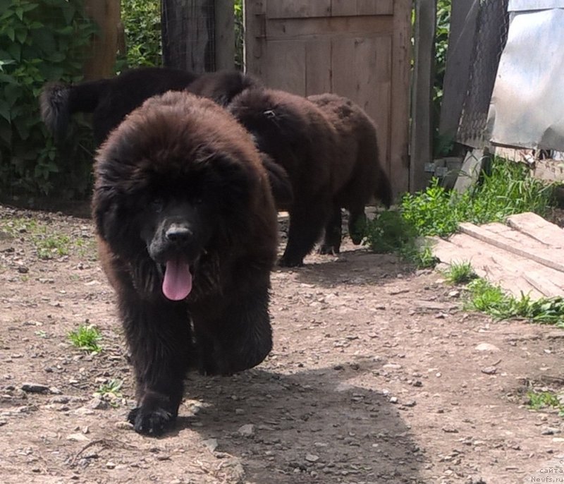 Фото: ньюфаундленд Inter Follou ze Boll (Интер Фоллоу зе Болл)