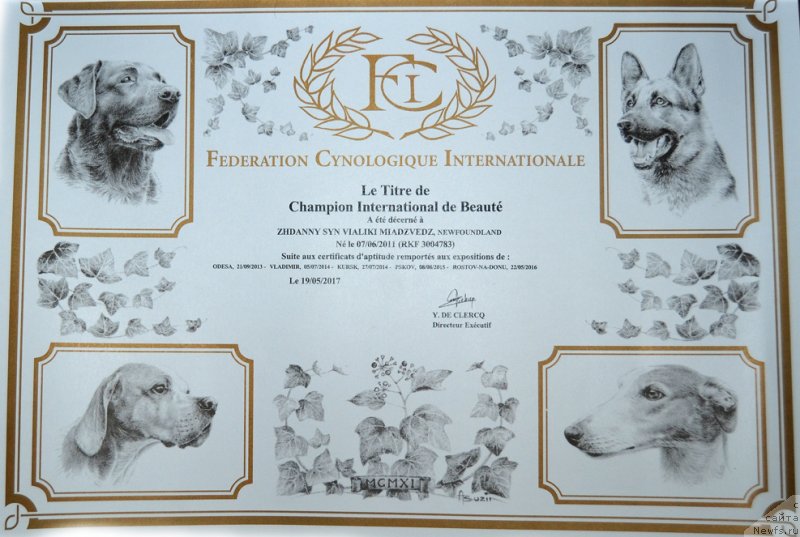 Фото: ньюфаундленд Zhdanny Syn Vialiki Miadzvedz