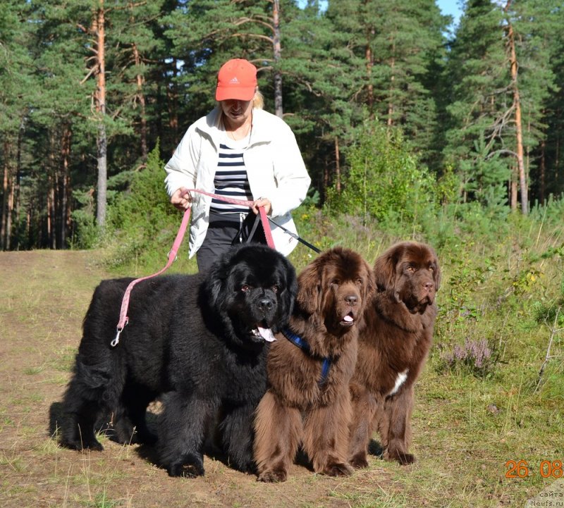 Фото: ньюфаундленд Zhdanny Syn Vialiki Miadzvedz, ньюфаундленд Newettas Vanessa, ньюфаундленд Brownblood MSK Alpina Guardian Soul (Браунблад МСК Альпина Гуардиан Соул)