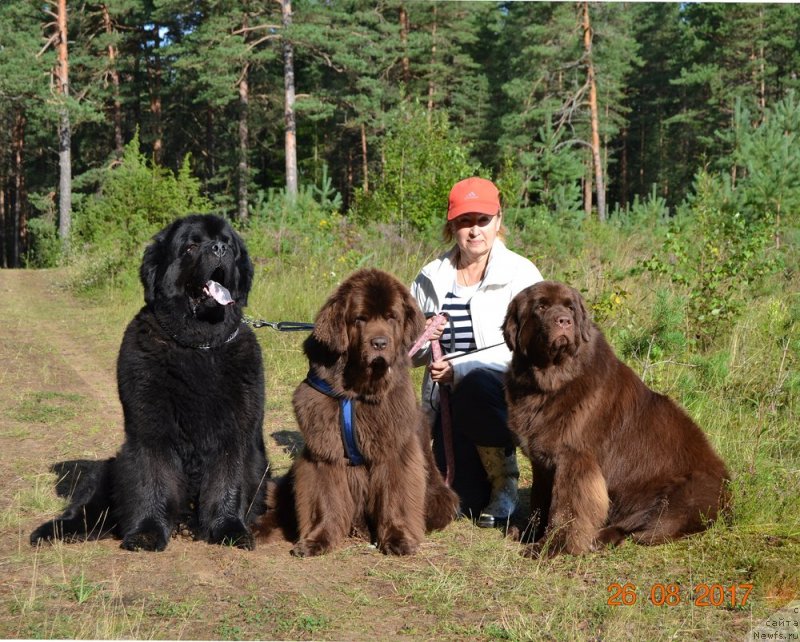 Фото: ньюфаундленд Zhdanny Syn Vialiki Miadzvedz, ньюфаундленд Newettas Vanessa, ньюфаундленд Brownblood MSK Alpina Guardian Soul (Браунблад МСК Альпина Гуардиан Соул)