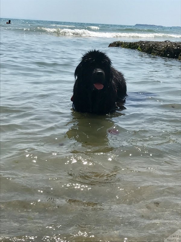 Фото: ньюфаундленд Brownblood MSK Harita Havva (Браунблад МСК Харита Хавва)