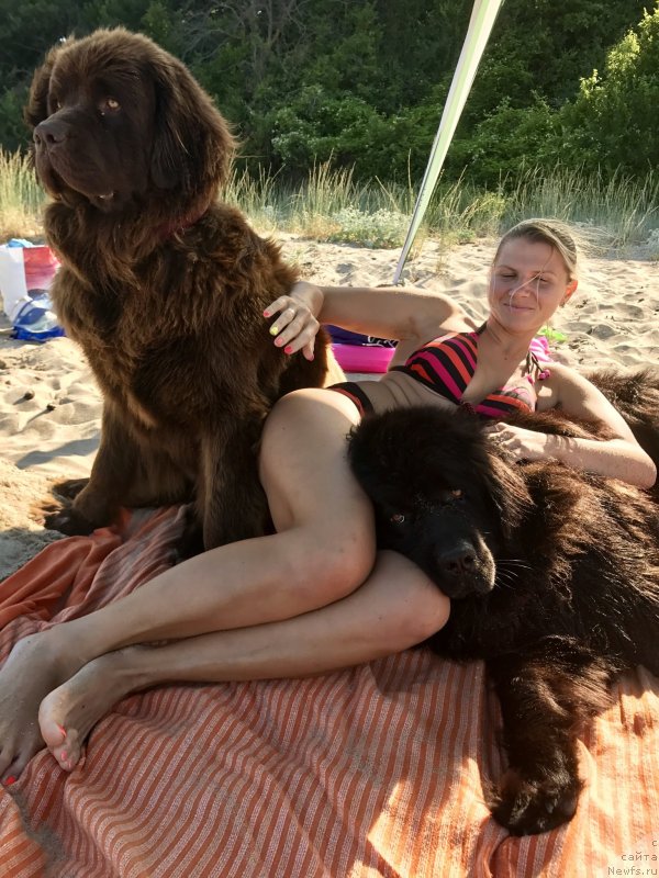 Фото: ньюфаундленд Brownblood MSK Happy Teddy (Браунблад МСК Хэппи Тедди)