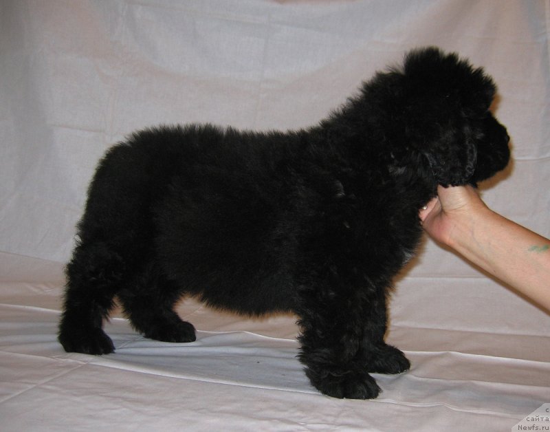 Фото: ньюфаундленд CHingiz Han iz Plemeni Kedra (Чингиз Хан из Племени Кедра)