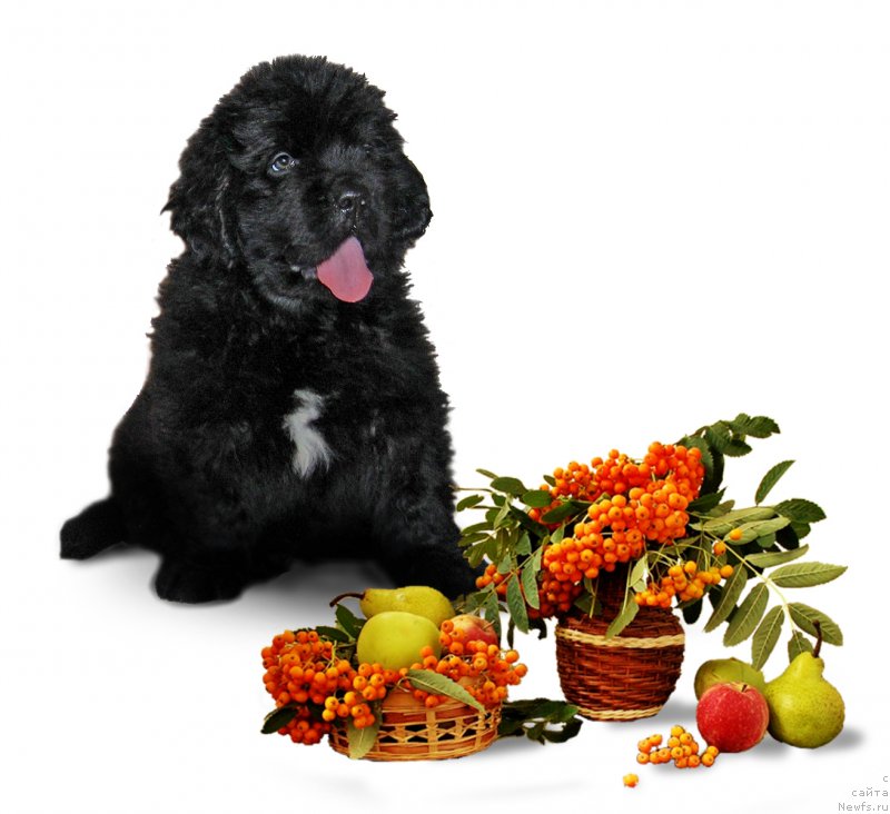 Фото: ньюфаундленд CHingiz Han iz Plemeni Kedra (Чингиз Хан из Племени Кедра)