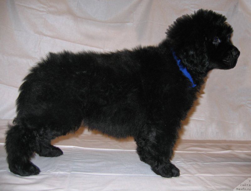 Фото: ньюфаундленд CHyornyiy Kvadrat iz Plemeni Kedra (Чёрный Квадрат из Племени Кедра)