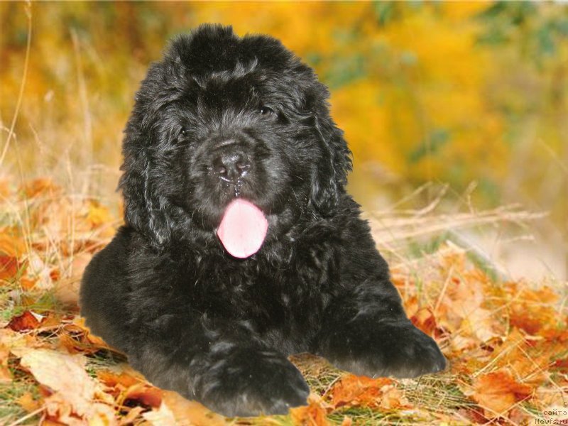 Фото: ньюфаундленд CHyornyiy Kvadrat iz Plemeni Kedra (Чёрный Квадрат из Племени Кедра)