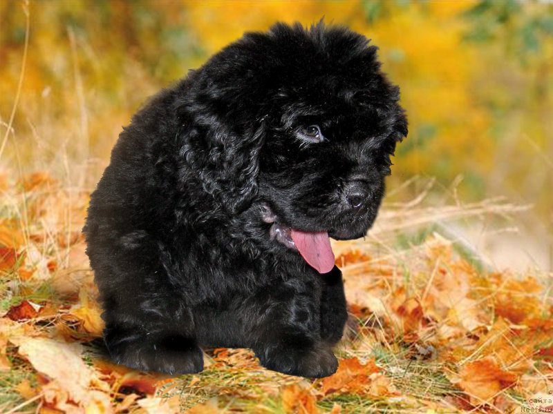 Фото: ньюфаундленд CHyornyiy Kvadrat iz Plemeni Kedra (Чёрный Квадрат из Племени Кедра)