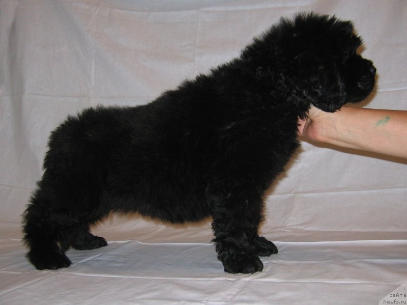 Фото: ньюфаундленд CHeshirskiy Pyos iz Plemeni Kedra (Чеширский Пёс из Племени Кедра)