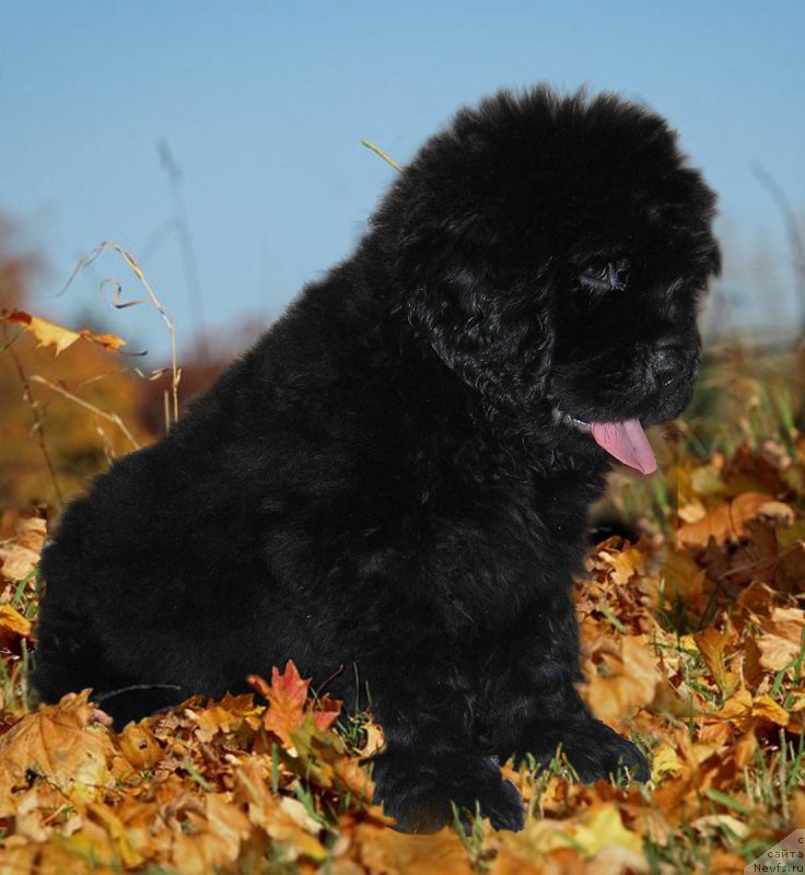 Фото: ньюфаундленд CHeshirskiy Pyos iz Plemeni Kedra (Чеширский Пёс из Племени Кедра)