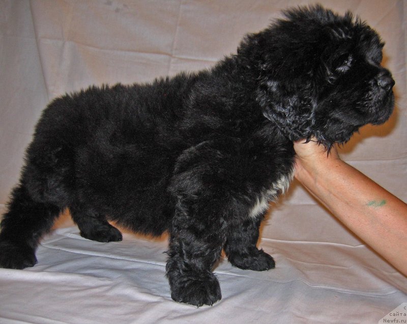 Фото: ньюфаундленд Chakra iz Plemeni Kedra (Чакра из Племени Кедра)