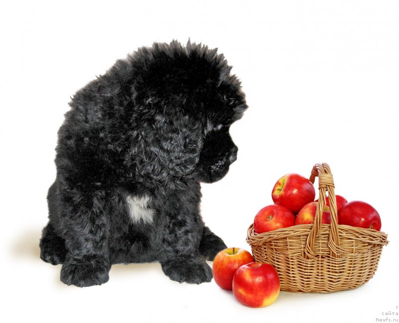 Фото: ньюфаундленд Chakra iz Plemeni Kedra (Чакра из Племени Кедра)