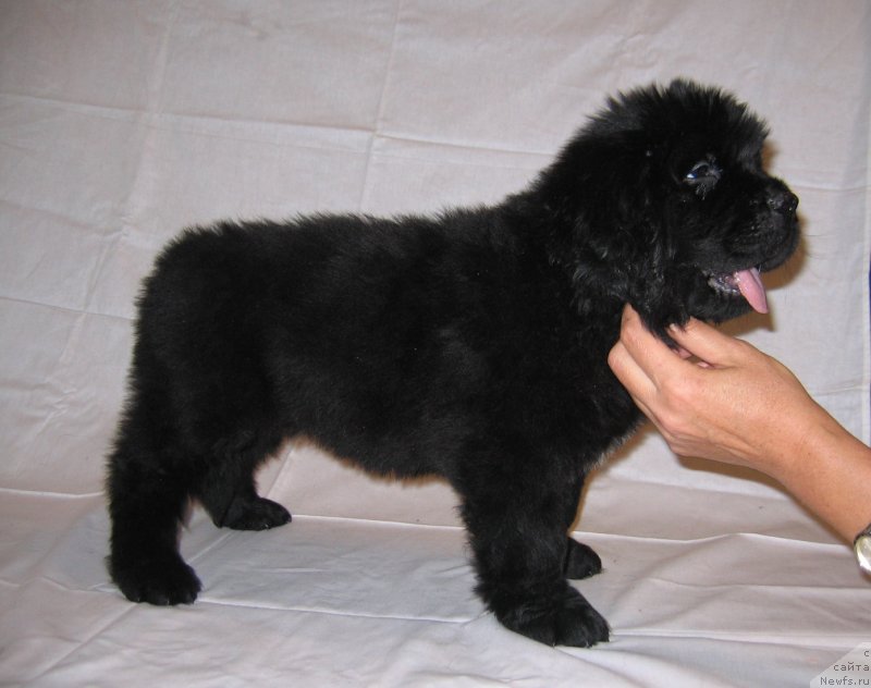 Фото: ньюфаундленд CHerilinn iz Plemeni Kedra (Черилинн из Племени Кедра)