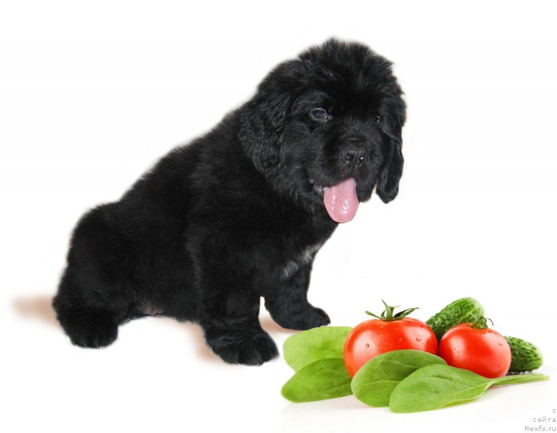 Фото: ньюфаундленд CHerilinn iz Plemeni Kedra (Черилинн из Племени Кедра)