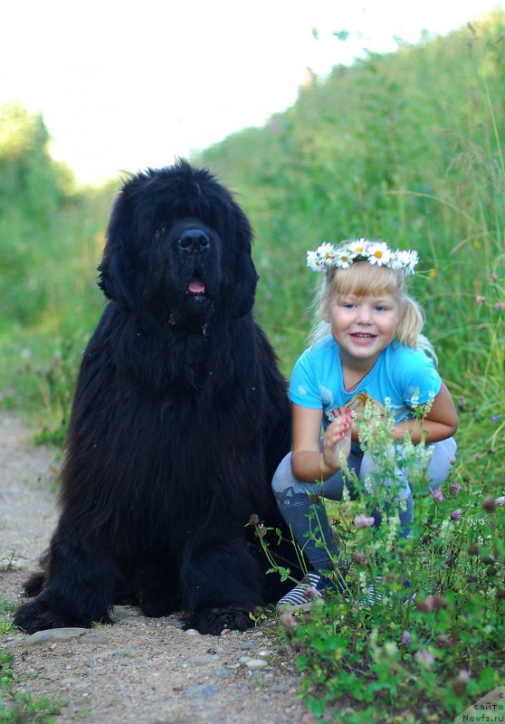 Фото: ньюфаундленд Greatfire Stalker iz Volotova