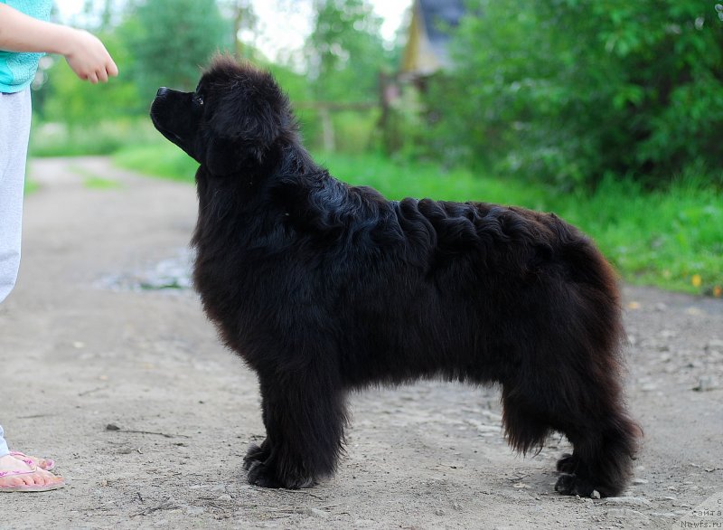 Фото: ньюфаундленд Daymond Lesli (Даймонд Лесли)