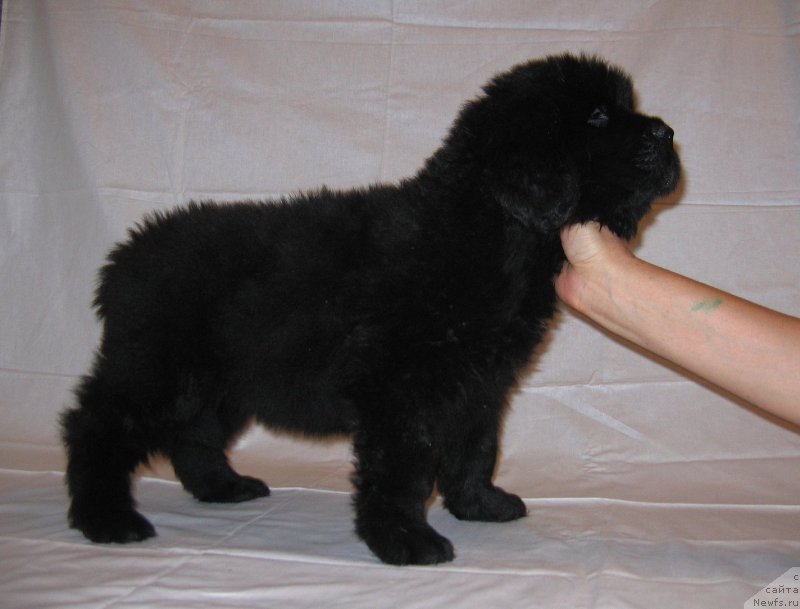 Фото: ньюфаундленд CHelesta iz Plemeni Kedra (Челеста из Племени Кедра)