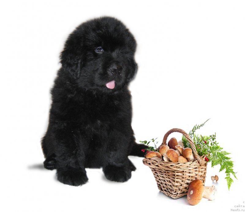 Фото: ньюфаундленд CHelesta iz Plemeni Kedra (Челеста из Племени Кедра)