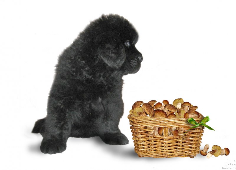 Фото: ньюфаундленд CHelesta iz Plemeni Kedra (Челеста из Племени Кедра)