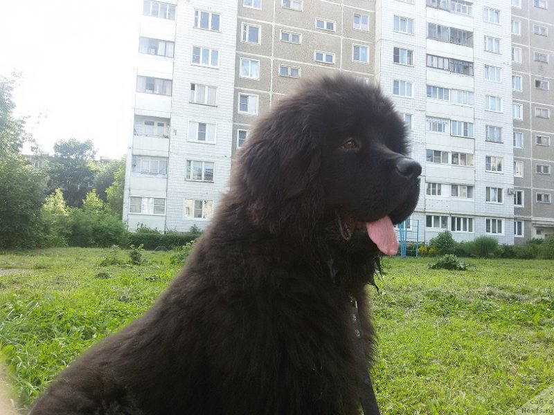 Фото: ньюфаундленд Imperial Rashen Gold (Империал Рашен Голд)