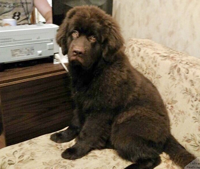 Фото: ньюфаундленд Brownblood MSK Livona Liba (Браунблад МСК Ливона Либа)