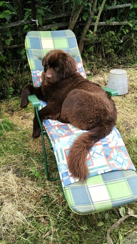 Фото: ньюфаундленд Brownblood MSK Livona Liba (Браунблад МСК Ливона Либа)