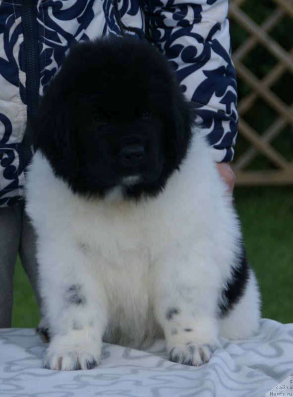 Фото: ньюфаундленд Snou Viking Bella (Сноу Викинг Белла)