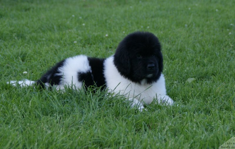 Фото: ньюфаундленд Snou Viking Bella (Сноу Викинг Белла)