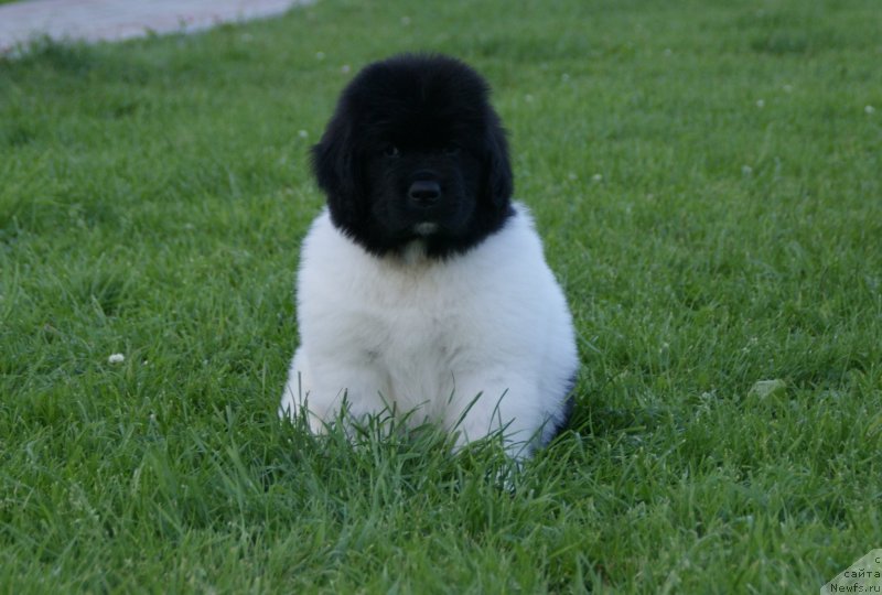 Фото: ньюфаундленд Snou Viking Bella (Сноу Викинг Белла)