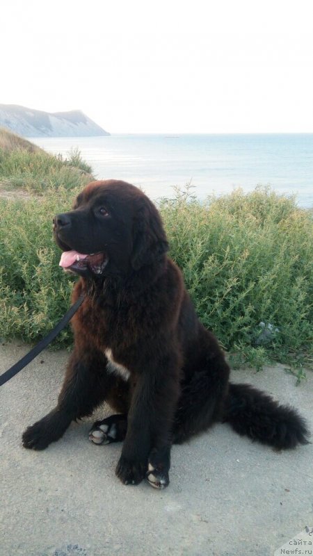 Фото: ньюфаундленд Akvatoriya Kelvin Lavrentiy (Акватория Келвин Лаврентий)