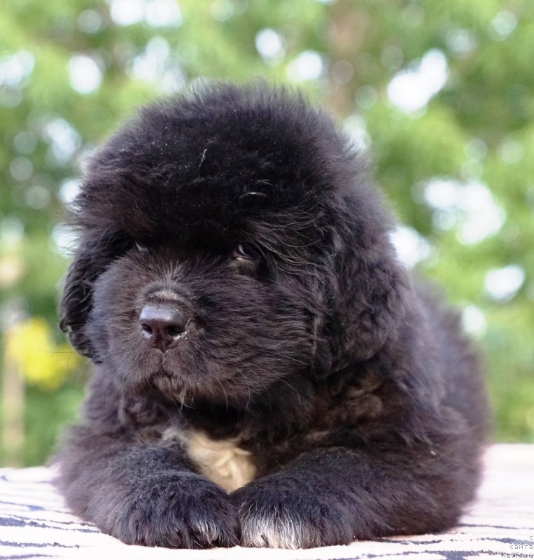 Фото: ньюфаундленд Real Masterpiece Midnight Bear