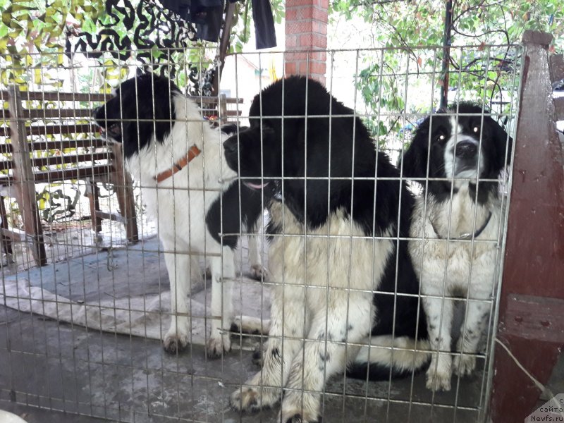 Фотография № 229252