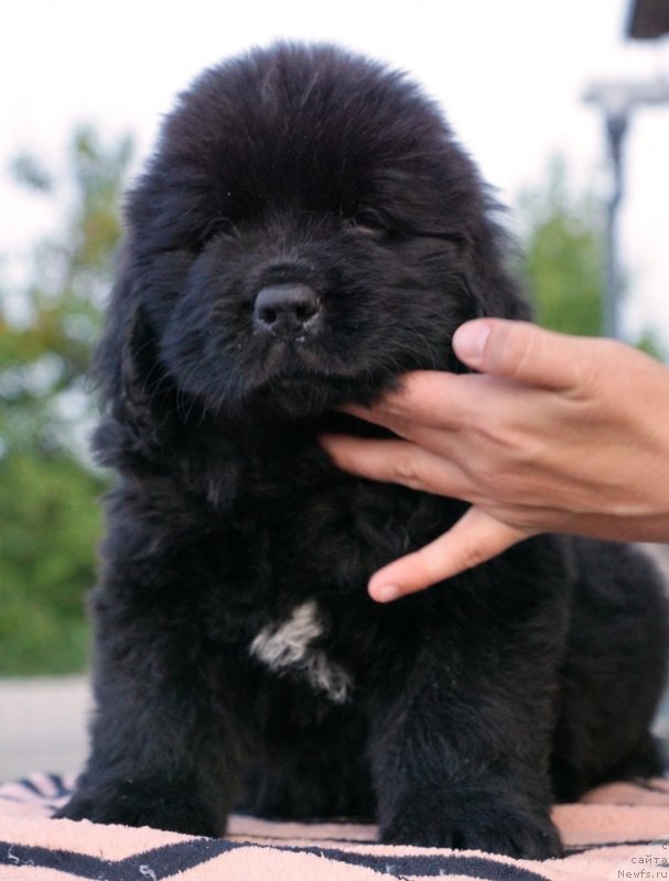 Фото: ньюфаундленд Real Masterpiece Midnight Bear