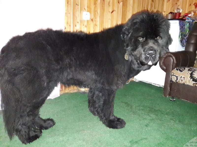 Фотография № 229256