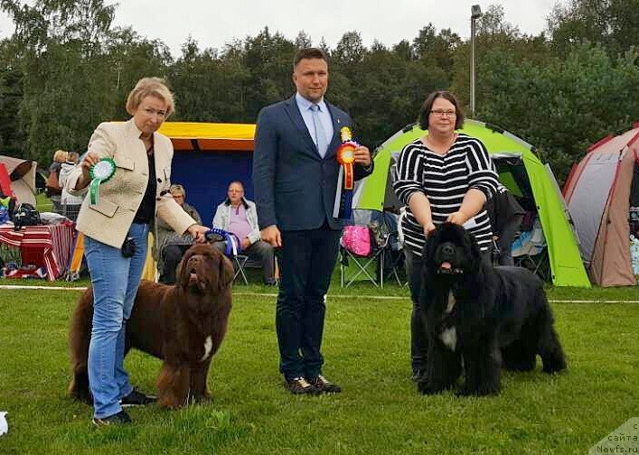 Фото: ньюфаундленд Brownblood MSK Alpina Guardian Soul (Браунблад МСК Альпина Гуардиан Соул)