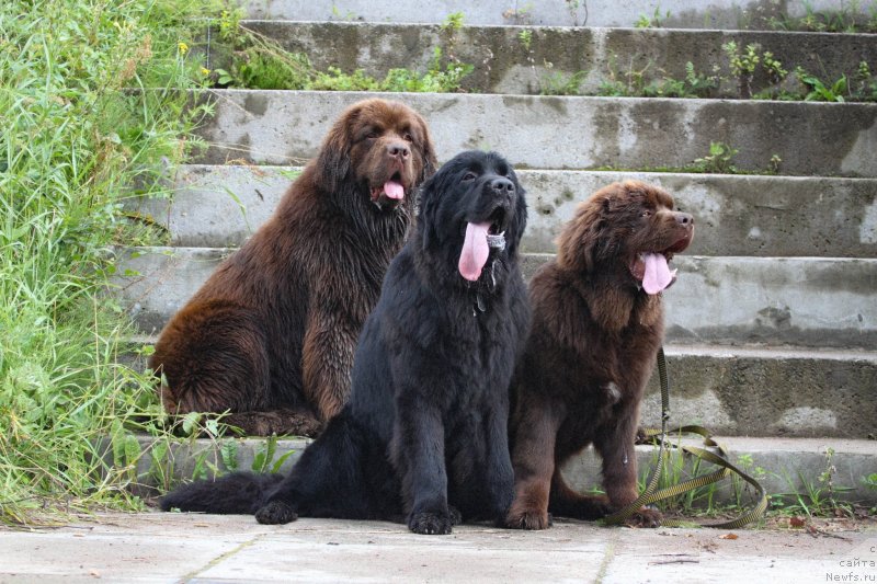 Фото: ньюфаундленд Brownblood MSK Abrams-Strong (Браунблад МСК Абрамс-Стронг), ньюфаундленд Chernaya Mafia Beauty Beyond Senses (Черная Мафия Беауту Беуонд Сенсес), ньюфаундленд Brownblood MSK Larchie Ardon (Браунблад МСК Ларчи Ардон)